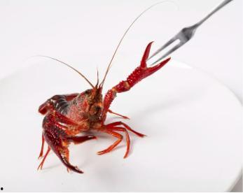 头条美食小龙虾是什么