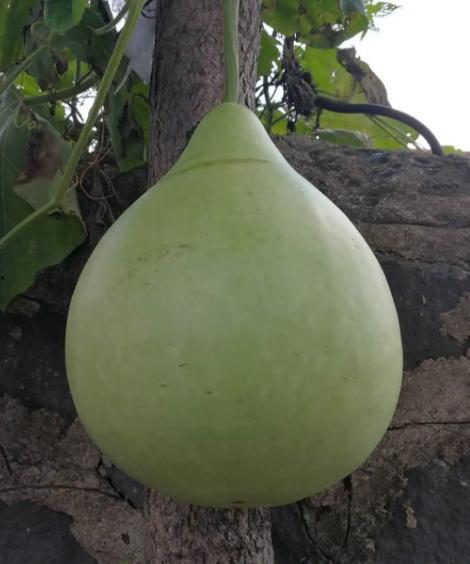 娃娃葫芦瓜可以吃吗,揭秘其食用价值与烹饪技巧