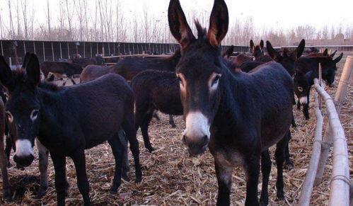 驴吃白玉瓜吗,驴儿品鉴白玉瓜之谜